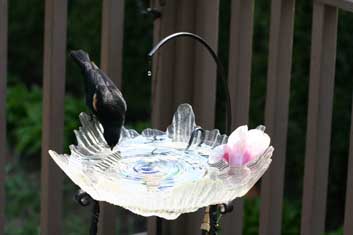 Bird Baths